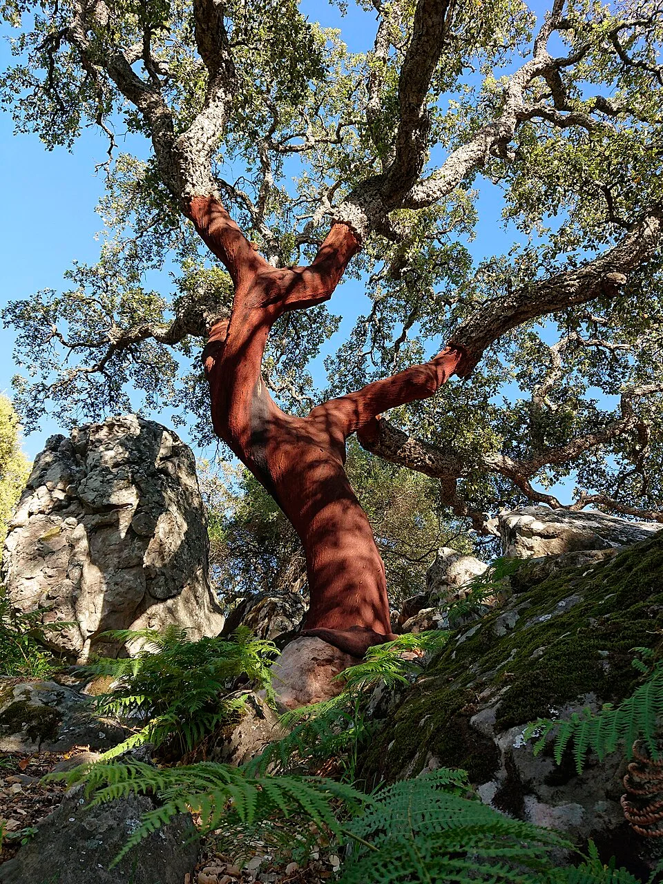 Llano de las Tumbas, sendero hacia la Garganta del Capitán