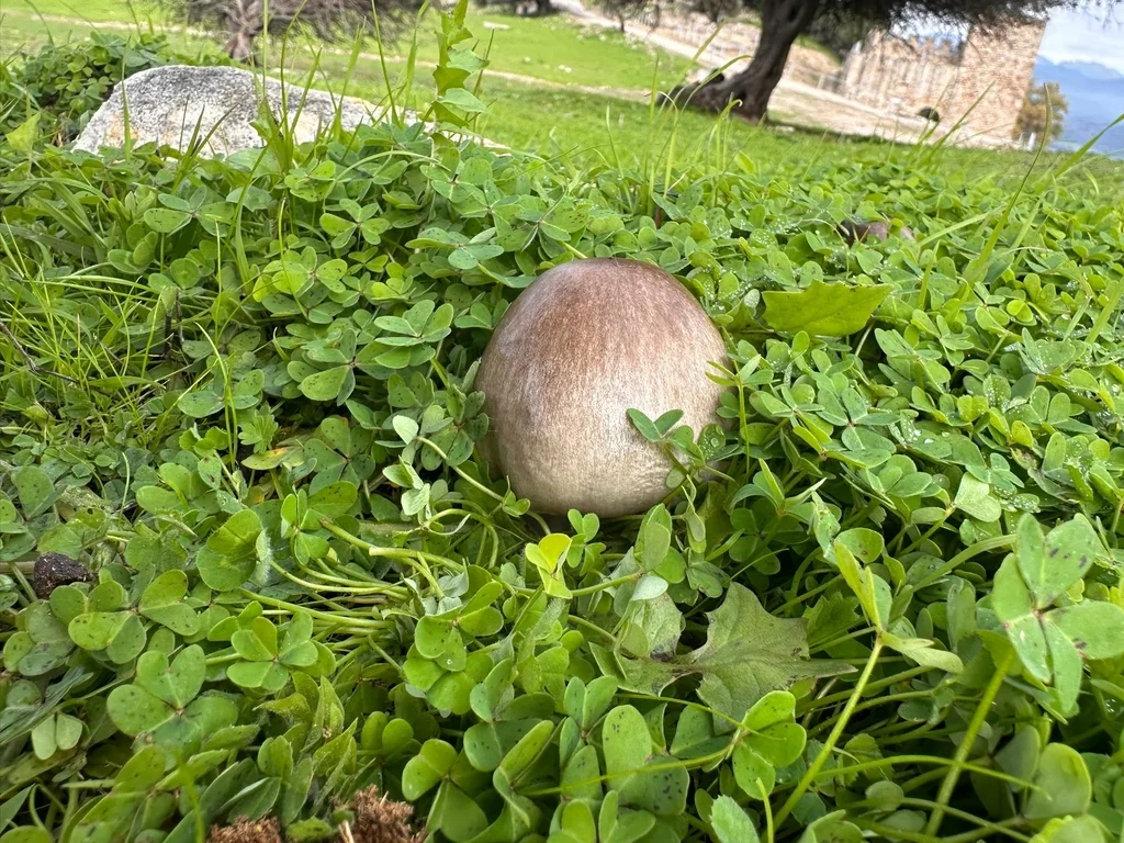 Hongo fotografiado en Jimena de la Frontera